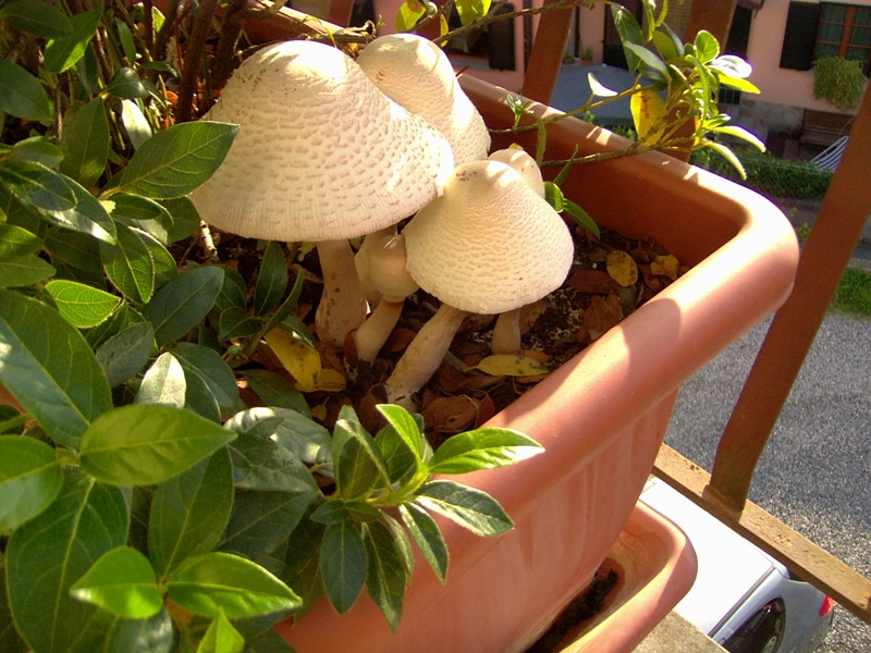 Funghi in vaso.